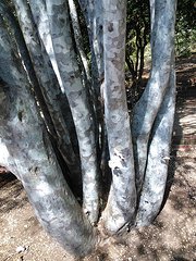 tree-trunk-milagros